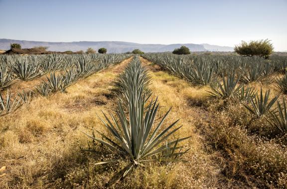 Agave Field at Casa Herradura