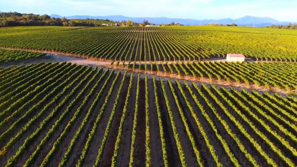 Sustainability at Sonoma-Cutrer