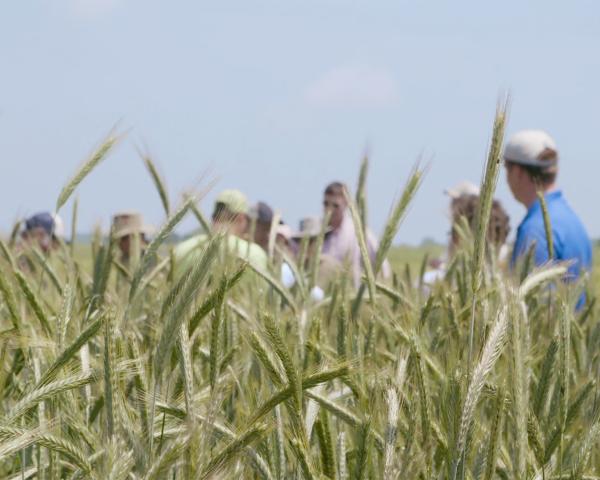 Agricultural Field and Crops